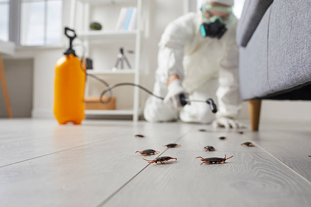 Post-Treatment Bed Bug Interceptor Monitoring in West Glendive